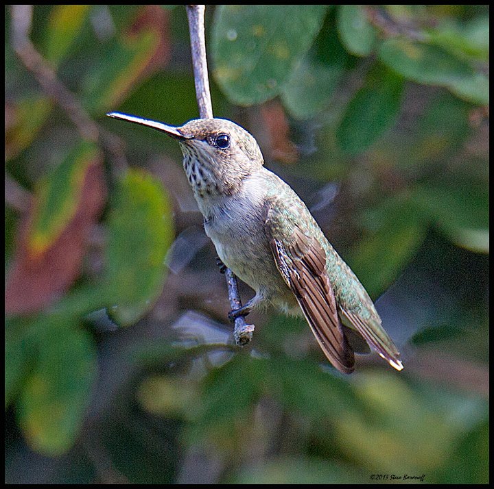_3SB7594 rufous humingbird female.jpg